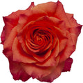 Bloomingmore | Fresh Cut Flowers | Garden Roses, Free Spirit | 36 Stems - 16 in | Home, Office, Wedding Decor, DIY, Party Event, Housewarming, Teacher and Engagement